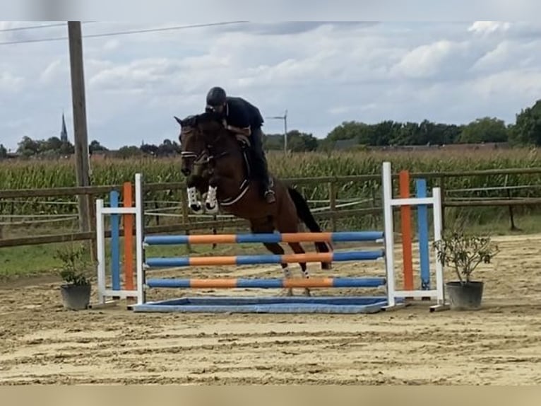Sportivo Tedesco / Sportivo della Germania Castrone 7 Anni 166 cm Baio scuro in MönchengladbachMönchengladbach