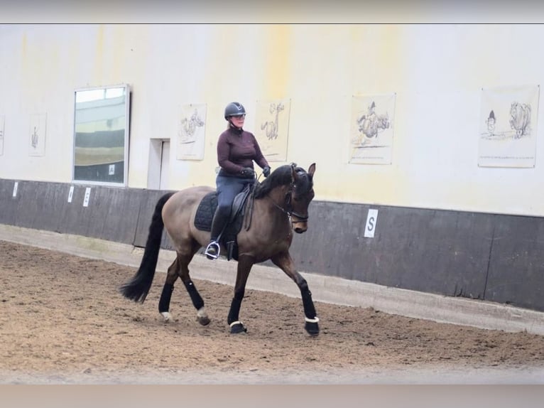 Sportivo Tedesco / Sportivo della Germania Castrone 7 Anni 167 cm Baio in Berlin