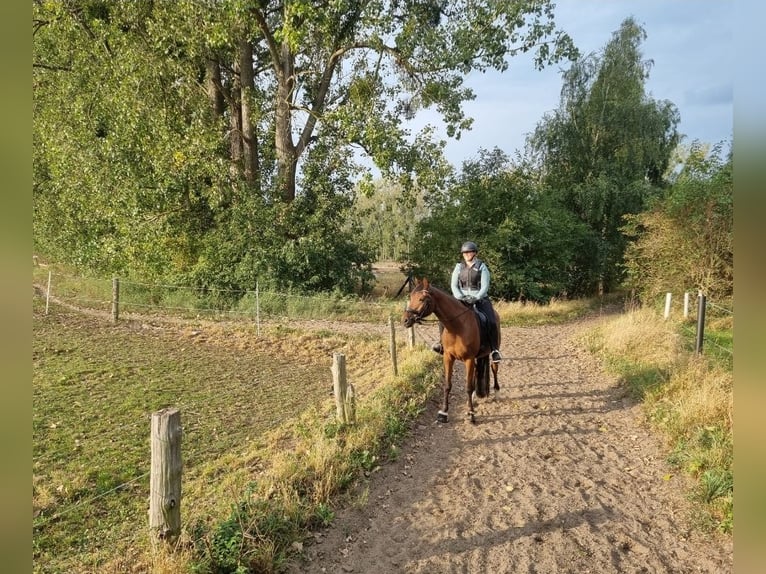 Sportivo Tedesco / Sportivo della Germania Castrone 7 Anni 167 cm Baio in Berlin