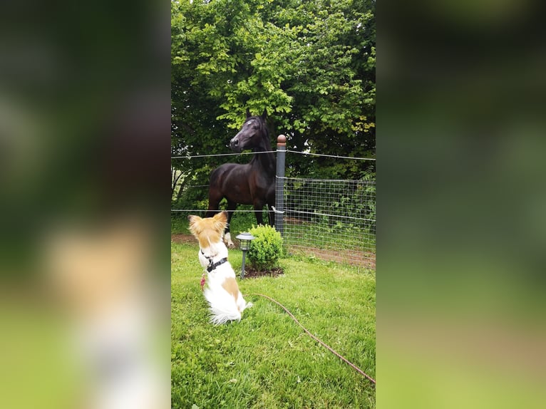 Sportivo Tedesco / Sportivo della Germania Castrone 7 Anni 167 cm Morello in Oberg&#xFC;nzburg