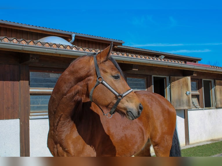 Sportivo Tedesco / Sportivo della Germania Castrone 7 Anni 168 cm Baio in Giengen an der Brenz