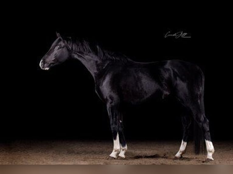 Sportivo Tedesco / Sportivo della Germania Castrone 7 Anni 168 cm Morello in Himberg