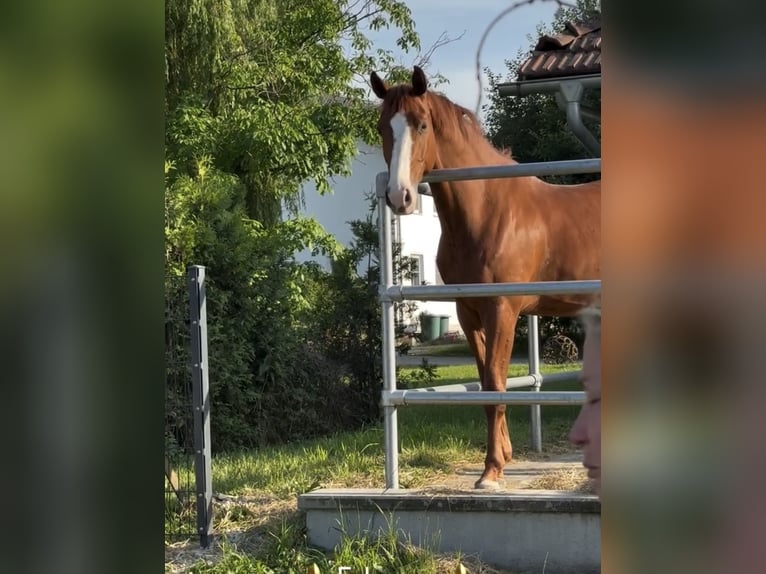 Sportivo Tedesco / Sportivo della Germania Castrone 7 Anni 168 cm Sauro in Weiden i.d.Opf.