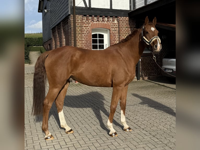 Sportivo Tedesco / Sportivo della Germania Castrone 7 Anni 168 cm Sauro in Wipperf&#xFC;rth