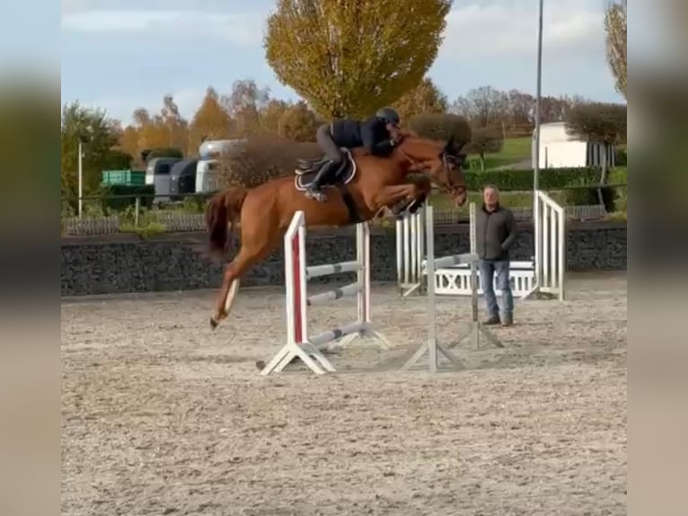 Sportivo Tedesco / Sportivo della Germania Castrone 7 Anni 168 cm Sauro in Wipperf&#xFC;rth