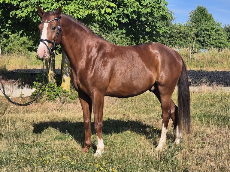 Sportivo Tedesco / Sportivo della Germania Castrone 7 Anni 168 cm Sauro scuro in Drei Gleichen
