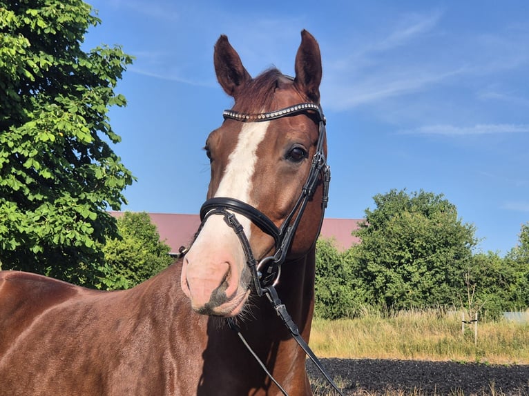 Sportivo Tedesco / Sportivo della Germania Castrone 7 Anni 168 cm Sauro scuro in Drei Gleichen