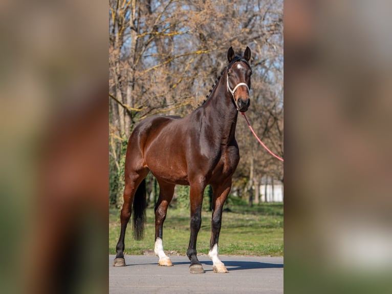 Sportivo Tedesco / Sportivo della Germania Castrone 7 Anni 170 cm Baio in Békéscsaba