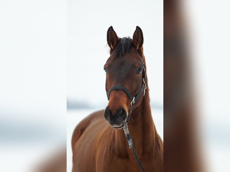 Sportivo Tedesco / Sportivo della Germania Castrone 7 Anni 170 cm Baio in Weiterstadt