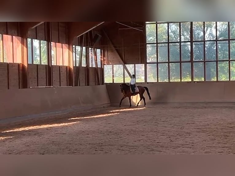 Sportivo Tedesco / Sportivo della Germania Castrone 7 Anni 170 cm Baio in Weiterstadt