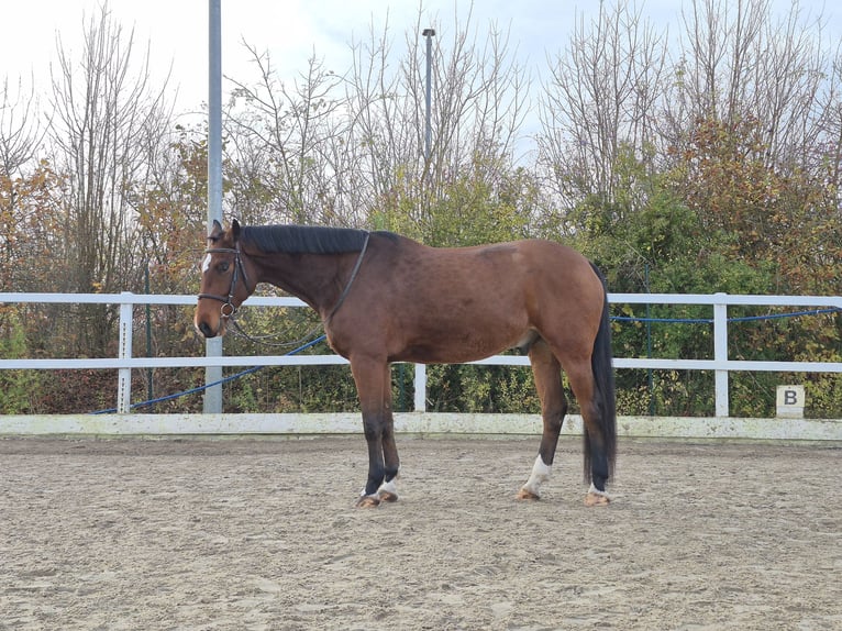 Sportivo Tedesco / Sportivo della Germania Castrone 7 Anni 170 cm Baio in Großkugel