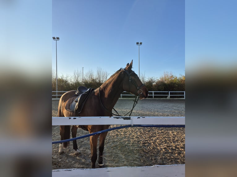 Sportivo Tedesco / Sportivo della Germania Castrone 7 Anni 170 cm Baio in Großkugel