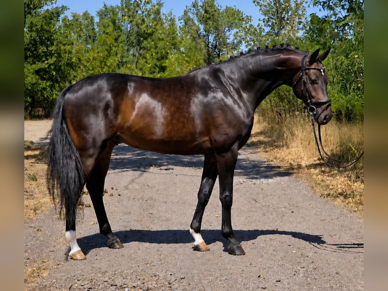 Sportivo Tedesco / Sportivo della Germania Castrone 7 Anni 170 cm Baio scuro in Debrecen