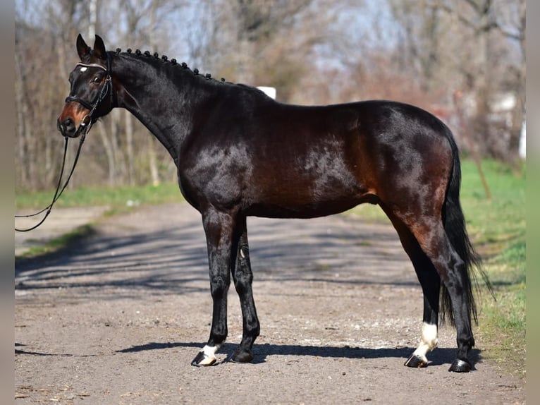 Sportivo Tedesco / Sportivo della Germania Castrone 7 Anni 170 cm Baio scuro in Debrecen