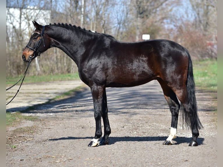 Sportivo Tedesco / Sportivo della Germania Castrone 7 Anni 170 cm Baio scuro in Debrecen