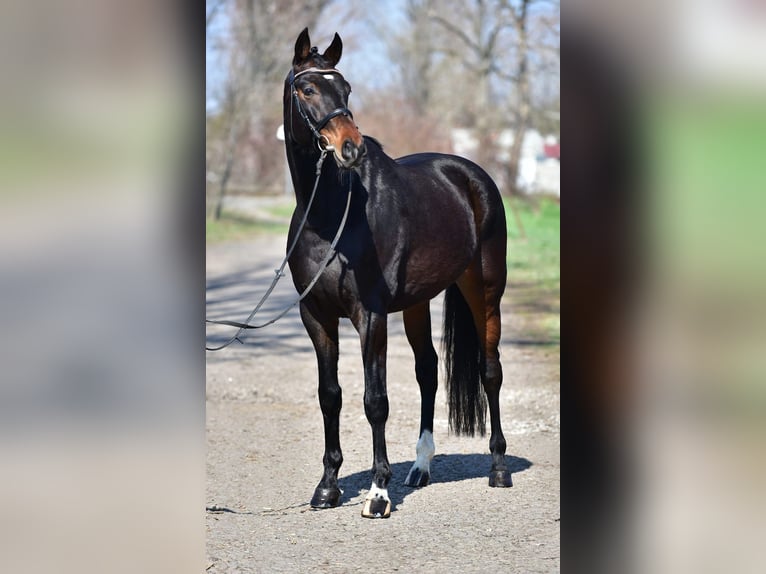 Sportivo Tedesco / Sportivo della Germania Castrone 7 Anni 170 cm Baio scuro in Debrecen