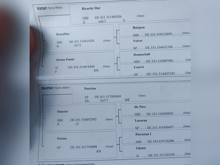 Sportivo Tedesco / Sportivo della Germania Castrone 7 Anni 170 cm Baio scuro in Debrecen