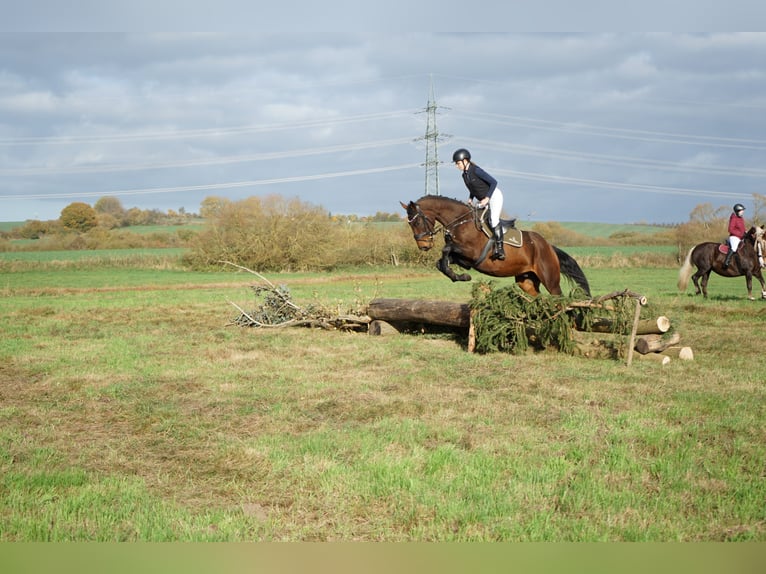 Sportivo Tedesco / Sportivo della Germania Mix Castrone 7 Anni 170 cm in Karrenzin