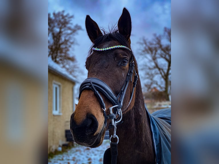 Sportivo Tedesco / Sportivo della Germania Mix Castrone 7 Anni 170 cm in Karrenzin