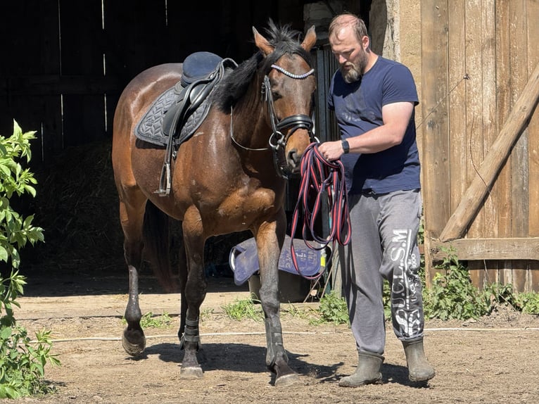 Sportivo Tedesco / Sportivo della Germania Mix Castrone 7 Anni 170 cm in Karrenzin