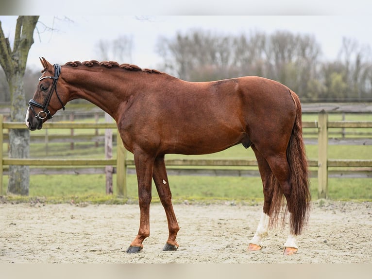 Sportivo Tedesco / Sportivo della Germania Castrone 7 Anni 171 cm Sauro in Riedstadt