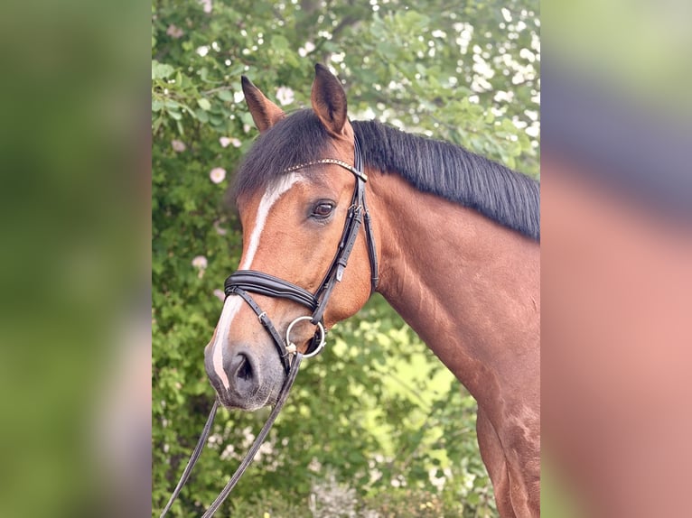 Sportivo Tedesco / Sportivo della Germania Castrone 7 Anni 172 cm Baio in Königsfeld im Schwarzwald