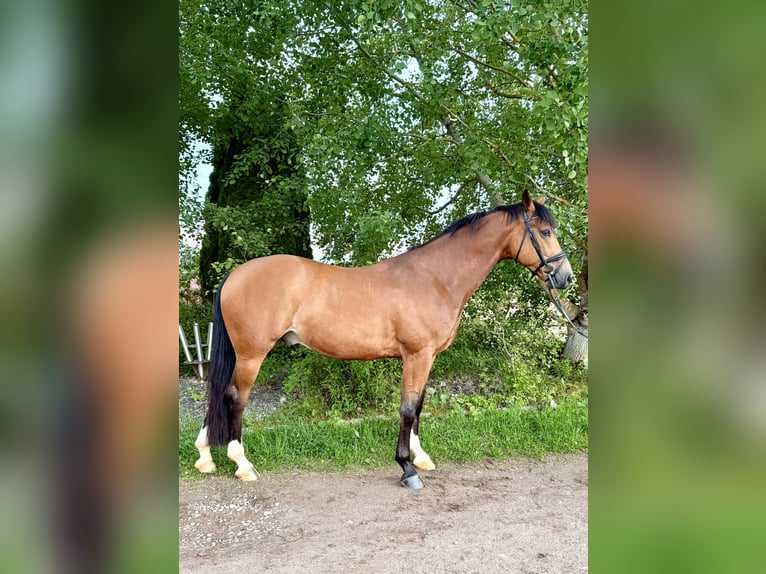 Sportivo Tedesco / Sportivo della Germania Castrone 7 Anni 172 cm Baio in Königsfeld im Schwarzwald