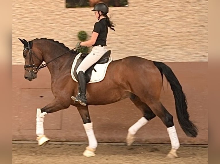Sportivo Tedesco / Sportivo della Germania Castrone 7 Anni 172 cm Baio scuro in Wehringen