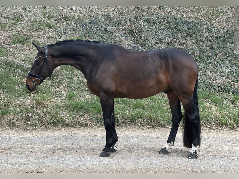 Sportivo Tedesco / Sportivo della Germania Castrone 7 Anni 172 cm Baio scuro in Jengen