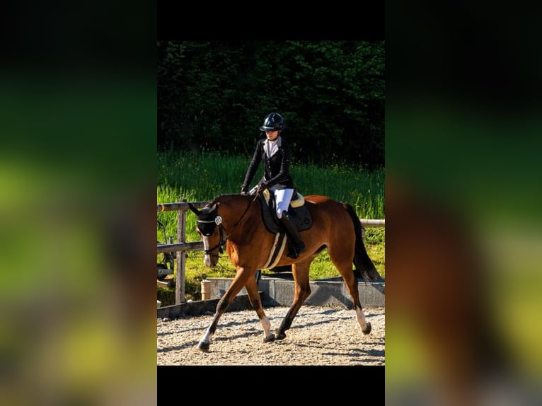 Sportivo Tedesco / Sportivo della Germania Castrone 7 Anni 173 cm Baio in Dettighofen