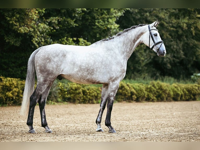 Sportivo Tedesco / Sportivo della Germania Castrone 7 Anni 173 cm Grigio in Riedstadt