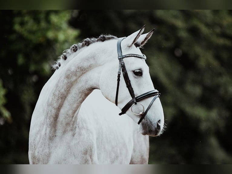 Sportivo Tedesco / Sportivo della Germania Castrone 7 Anni 173 cm Grigio in Riedstadt