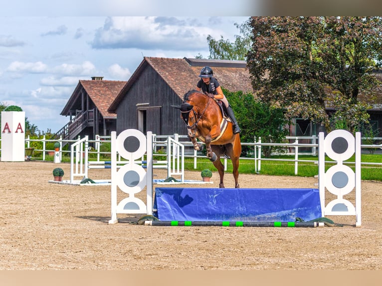 Sportivo Tedesco / Sportivo della Germania Castrone 7 Anni 174 cm Baio in Waldshut-Tiengen