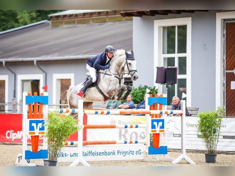 Sportivo Tedesco / Sportivo della Germania Castrone 7 Anni 174 cm Grigio in Perleberg