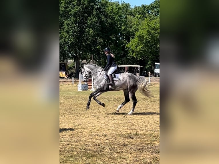 Sportivo Tedesco / Sportivo della Germania Castrone 7 Anni 174 cm Grigio in Perleberg