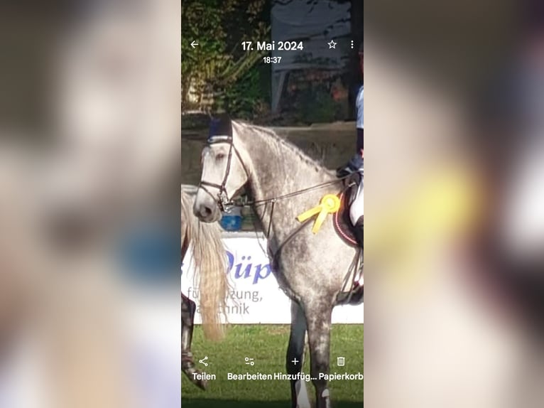 Sportivo Tedesco / Sportivo della Germania Castrone 7 Anni 174 cm Grigio in Perleberg