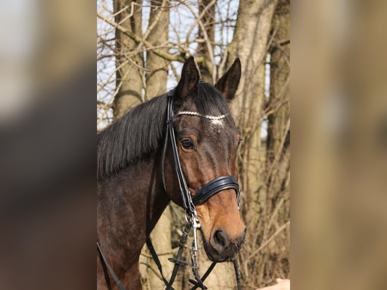 Sportivo Tedesco / Sportivo della Germania Castrone 7 Anni 175 cm Baio in Graben