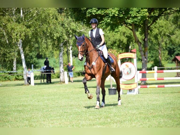 Sportivo Tedesco / Sportivo della Germania Castrone 7 Anni 175 cm Baio in Herxheim bei Landau/Pfalz
