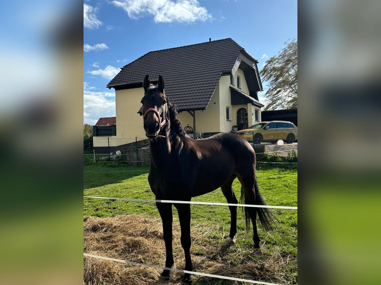 Sportivo Tedesco / Sportivo della Germania Castrone 7 Anni 175 cm Baio in Quedlinburg
