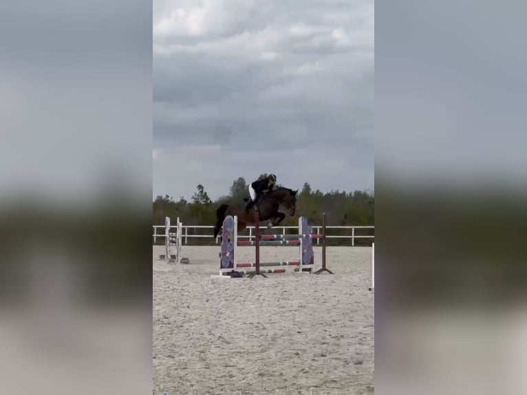 Sportivo Tedesco / Sportivo della Germania Castrone 7 Anni 175 cm Baio scuro in Grzmiąca