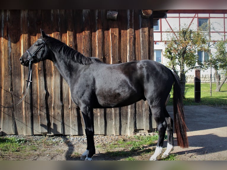 Sportivo Tedesco / Sportivo della Germania Castrone 7 Anni 175 cm Morello in Müglitztal