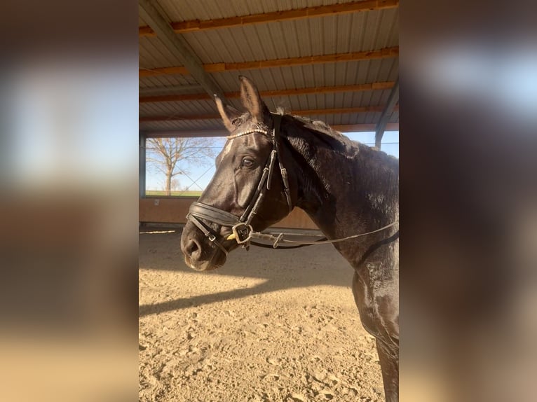 Sportivo Tedesco / Sportivo della Germania Castrone 7 Anni 175 cm Morello in Doberschütz