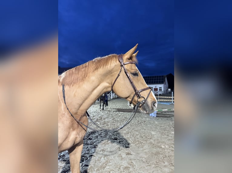 Sportivo Tedesco / Sportivo della Germania Castrone 7 Anni 175 cm Sauro in Amöneburg