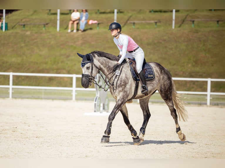 Sportivo Tedesco / Sportivo della Germania Castrone 7 Anni 176 cm Grigio pezzato in Cottbus