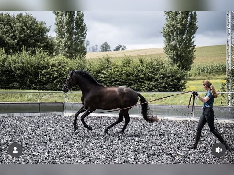 Sportivo Tedesco / Sportivo della Germania Castrone 7 Anni 177 cm Morello in Gondelsheim