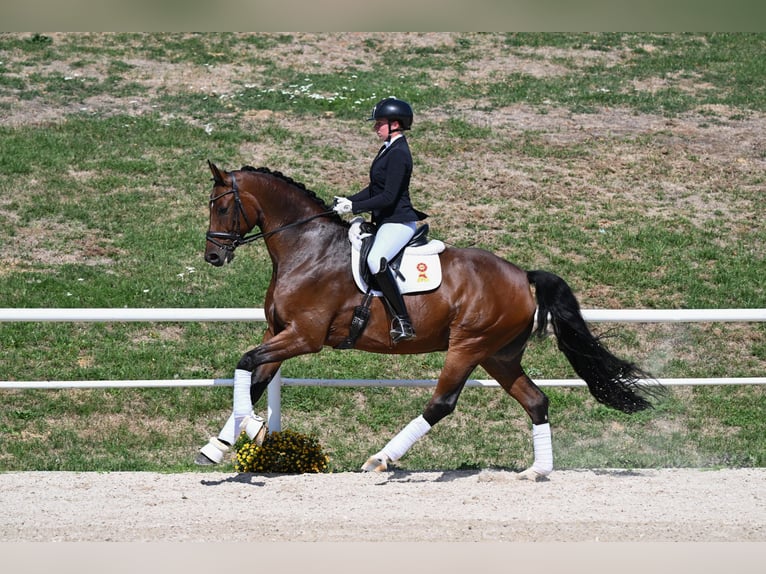 Sportivo Tedesco / Sportivo della Germania Castrone 7 Anni 178 cm Baio in Gomadingen