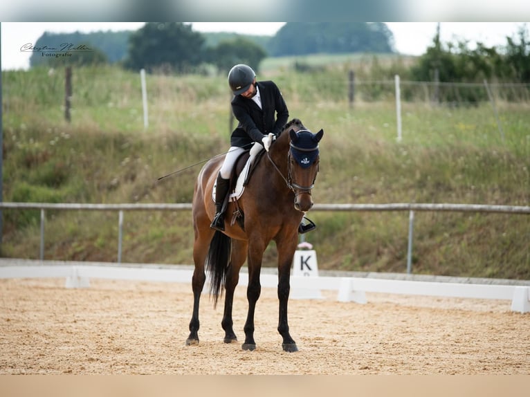 Sportivo Tedesco / Sportivo della Germania Castrone 7 Anni 180 cm Baio nero in Stuhr
