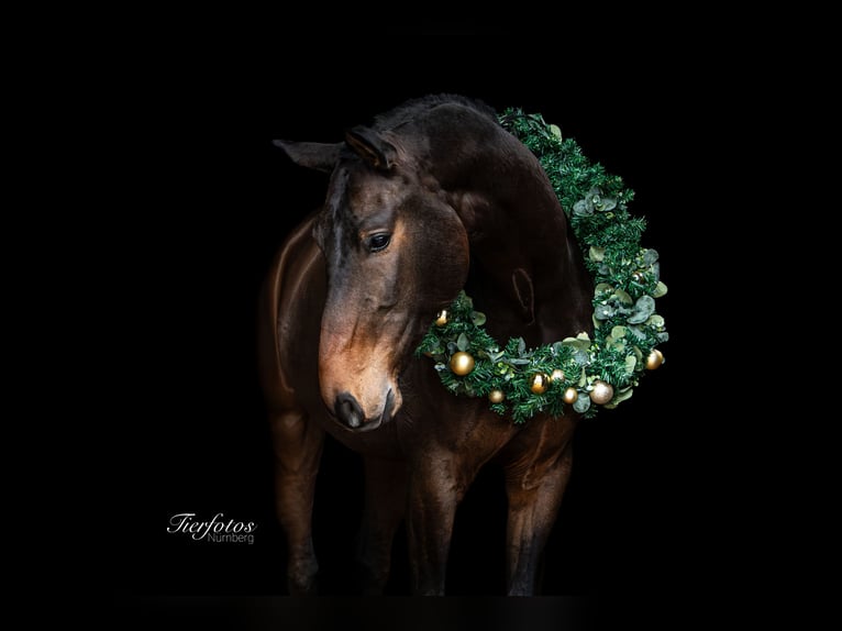 Sportivo Tedesco / Sportivo della Germania Castrone 7 Anni 180 cm Baio nero in Stuhr