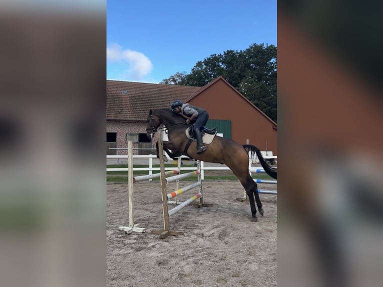 Sportivo Tedesco / Sportivo della Germania Castrone 7 Anni 180 cm Baio nero in Stuhr
