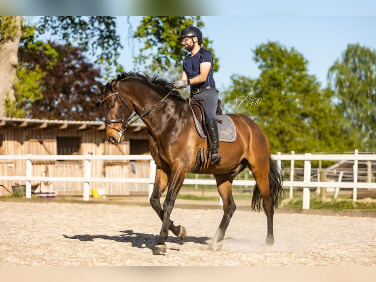 Sportivo Tedesco / Sportivo della Germania Castrone 7 Anni 180 cm Baio nero in Stuhr
